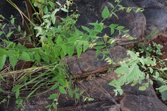 Crotalaria hirsuta